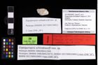 Foto (Objekt + Etikett) von Eopaguropsis schindewolfi (Fraaije et al., 2019)  (NHMW-GEO-2017-0093-0002)